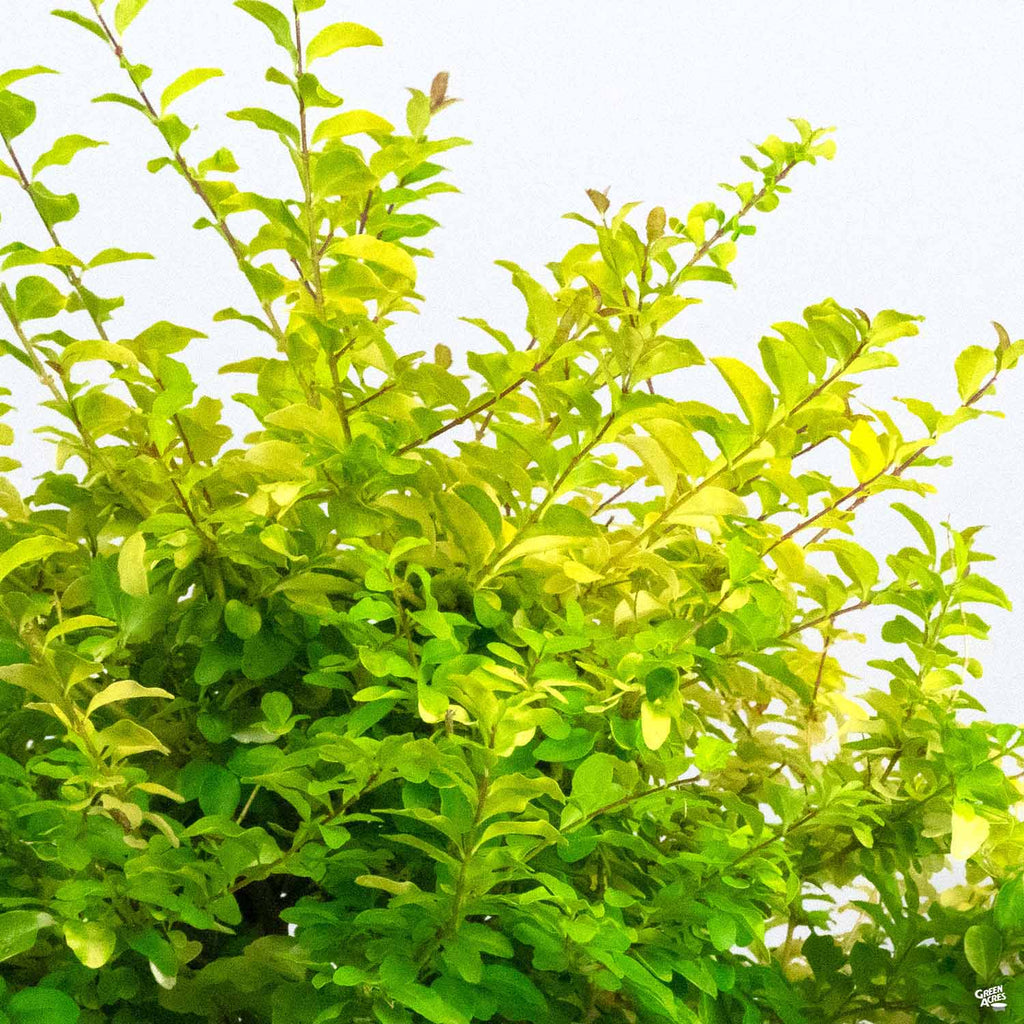 Privet Sunshine — Green Acres Nursery And Supply