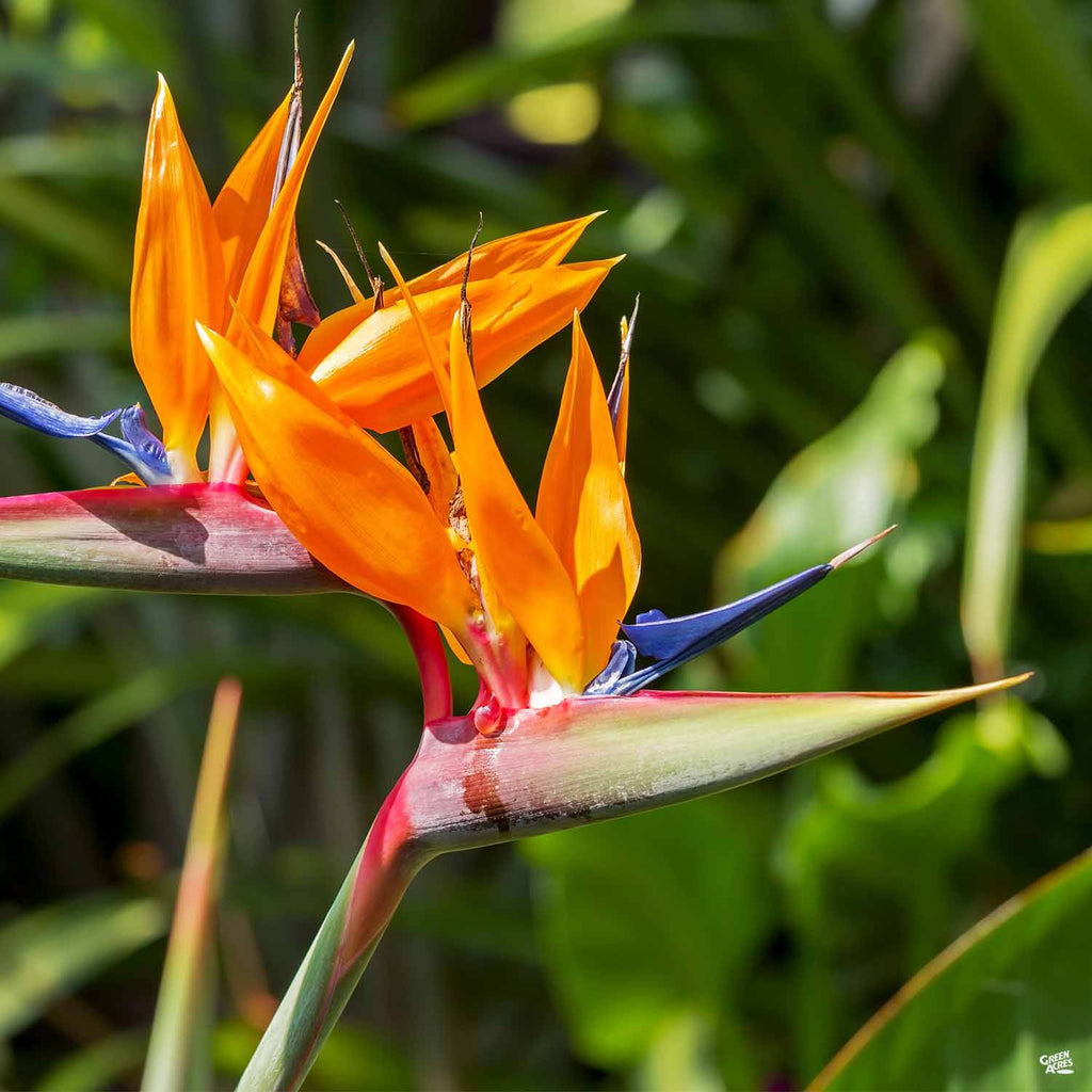 List 97+ Images pics of bird of paradise flower Excellent