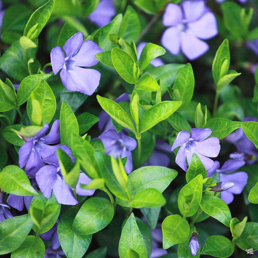 Periwinkle — Acres & Supply