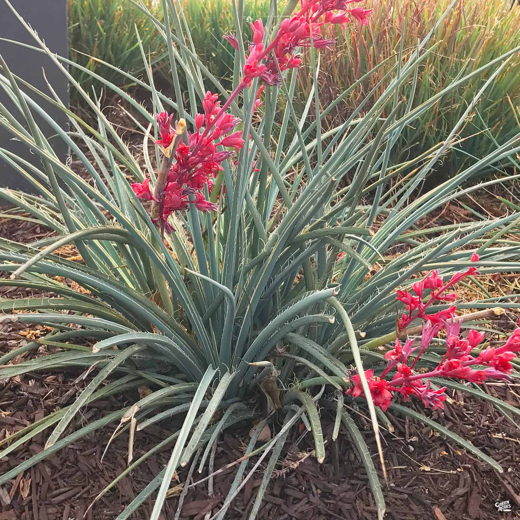 red yucca plant care