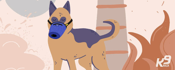 Air Pollution Affect on Pets and Dogs