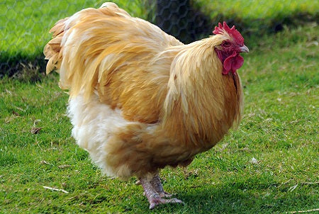 orpington chicken