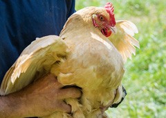 Featured image of post Steps to Make Making Worms For Chicken