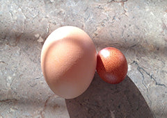 jersey giant chicken egg size