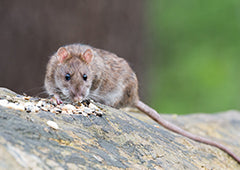 How To Keep Rats Out Of Your Chicken Coop