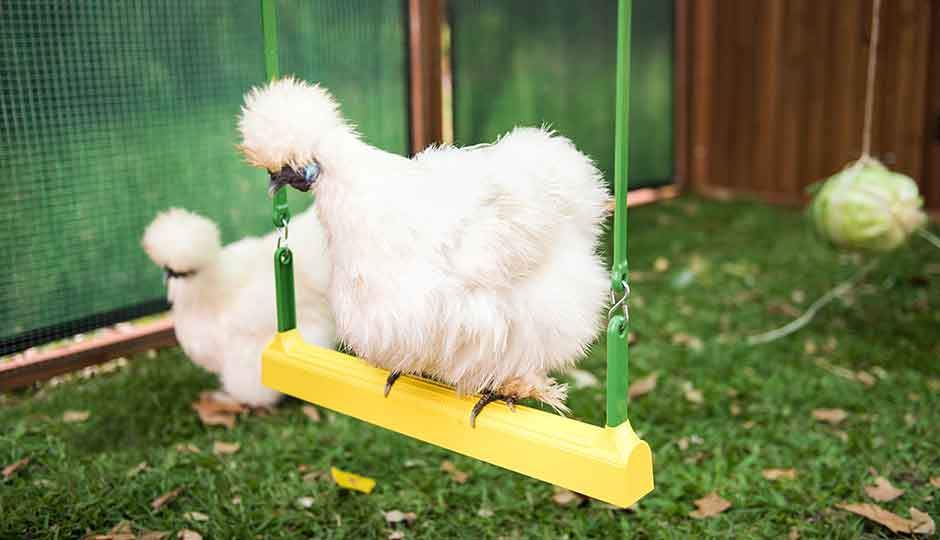 silkie chicken on a swing in coop