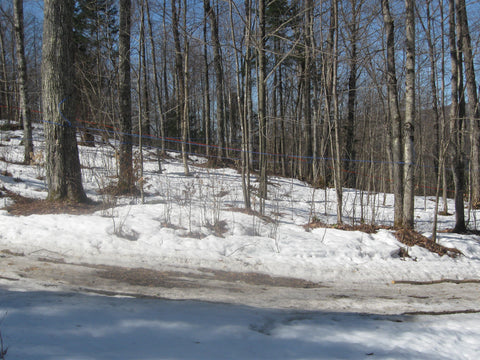 winter snow on trees