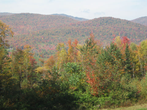 fall trees