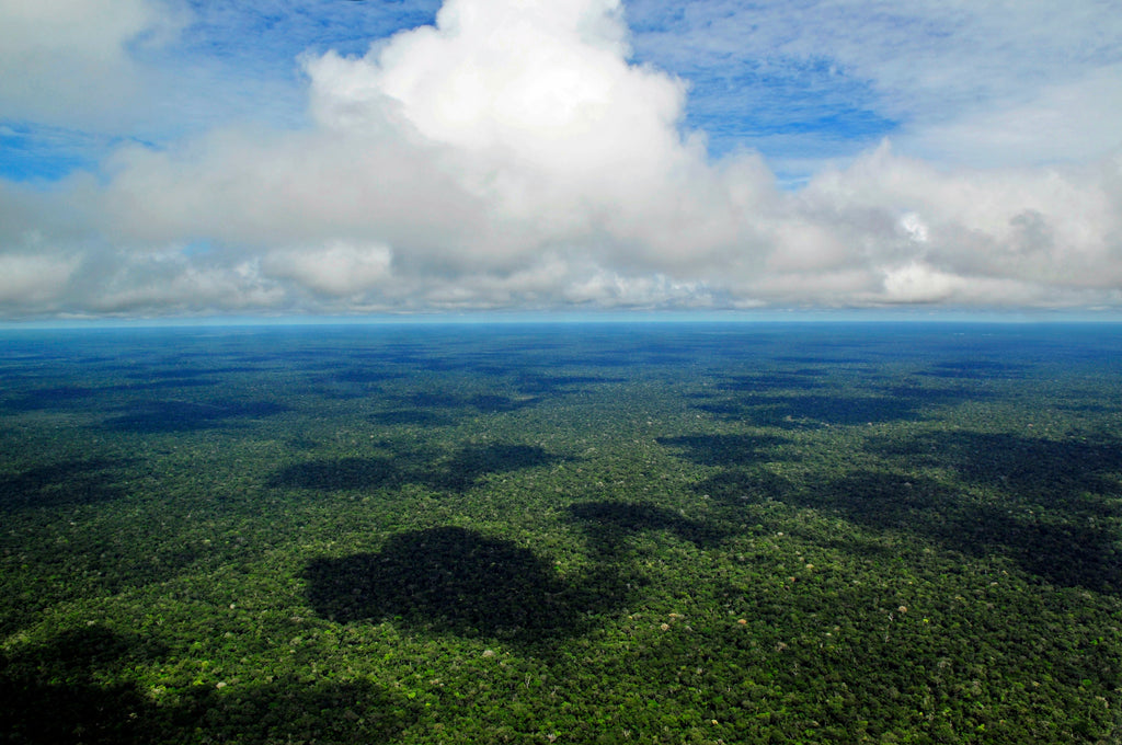 Aerial view of the Brazilian Amazon Rainforest