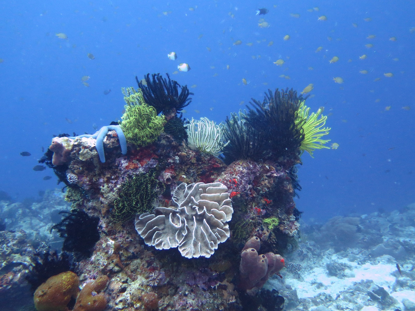 Colorful tropical underwater coral reef in the Apo Reef