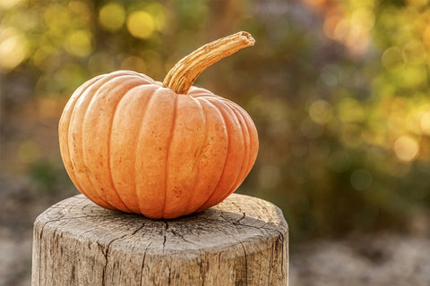 Pumpkin on wooden trunk