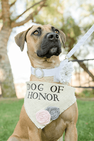 Cute puppy dog wearing Dog of Honor scarf at wedding