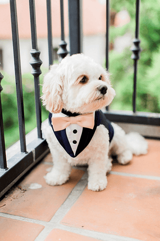 Small white terrier puppy wearing doggy tuxedo with bowtie at wedding