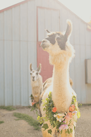 Two llamas at a barn dressed in floral wreaths for farm wedding
