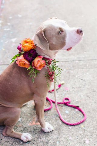 Sweet pet dog wearing flower crown collar at wedding