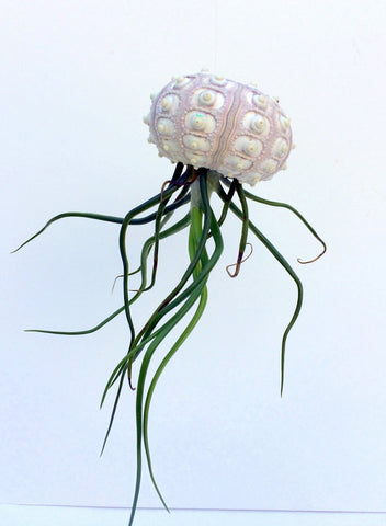 Large Hanging Sea Urchin Air Plant Planter by TwistedAcres