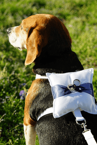 Pet dog wearing ring pillow as ring bearer for wedding
