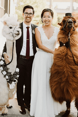 A llama and an alpaca dressed up posing with newlywed couple at wedding