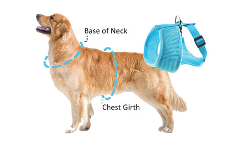EcoBark's Dog Harness Example