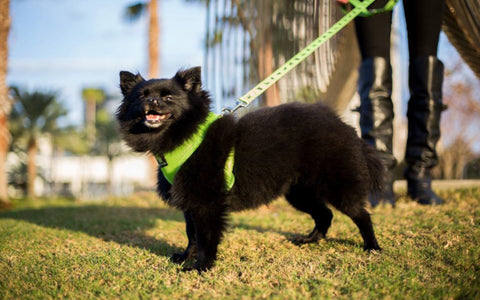 EcoBark Green Max Comfort Harness and Leash