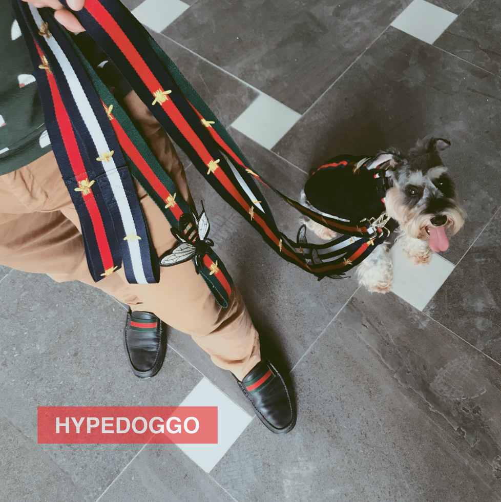 gucci dog harness and leash