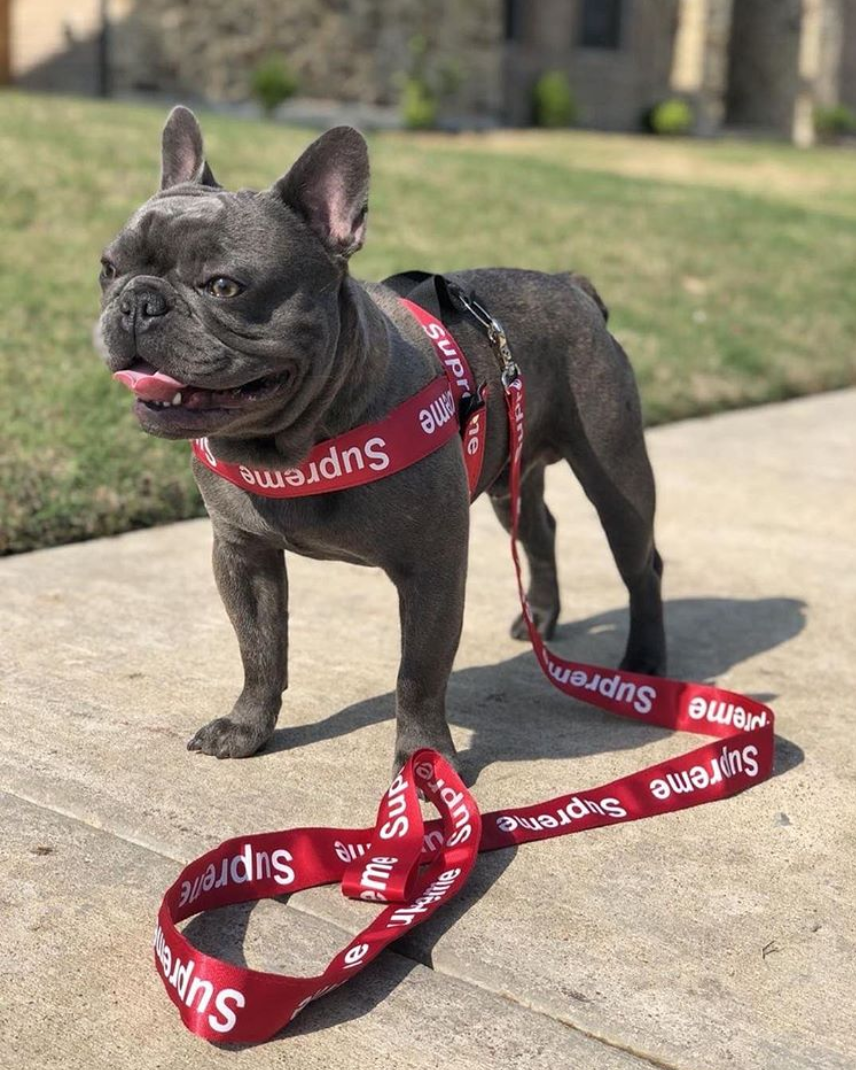 Supreme Dog Harness + Leash