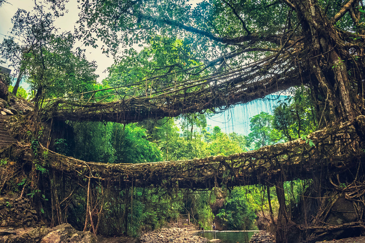 Puentes vivos de Cherrapunji, en India