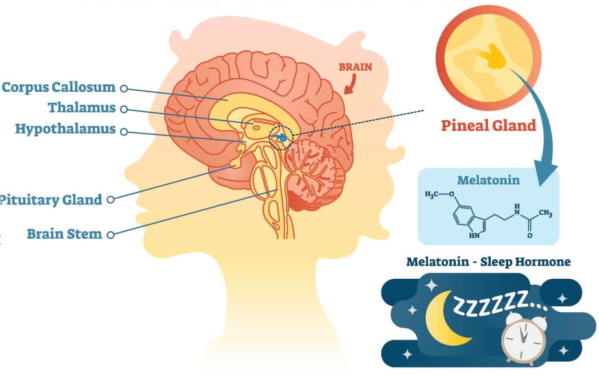 PINEAL GLAND