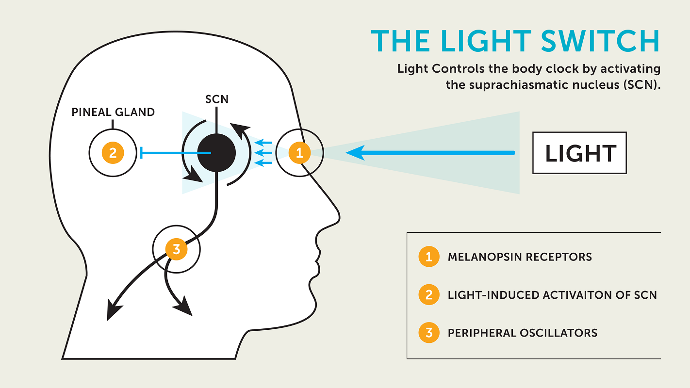 PINEAL GLAND