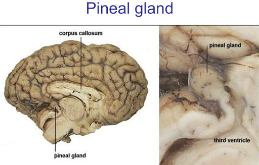 PINEAL GLAND