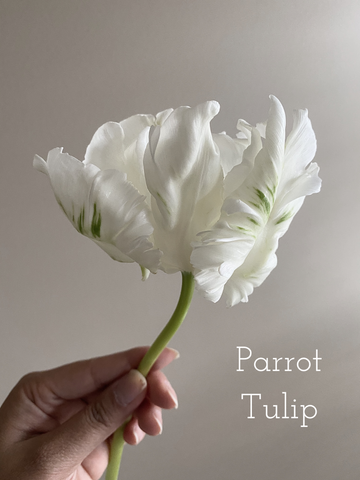 Parrot Tulip House of Fiori Inc Red Deer Florist Vancouver Florist