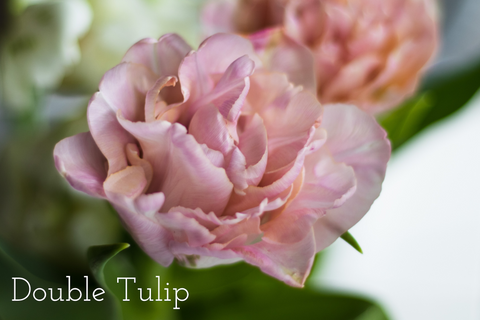 Double Tulip House of Fiori Inc Red Deer Florist Vancouver Florist