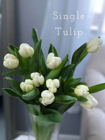 Tulips House of Fiori Inc Red Deer Florist Vancouver Florist