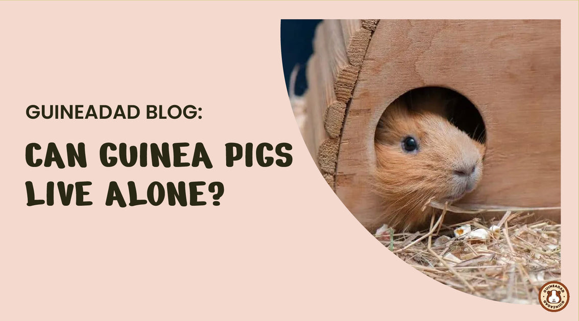 are guinea pigs related to prairie dogs