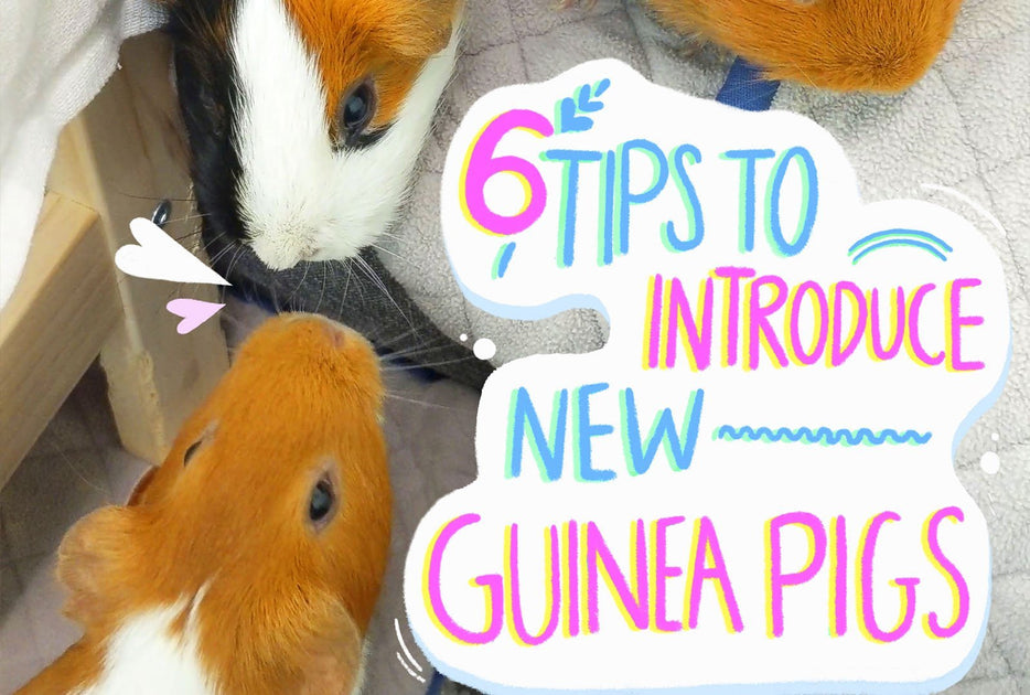 introducing guinea pigs