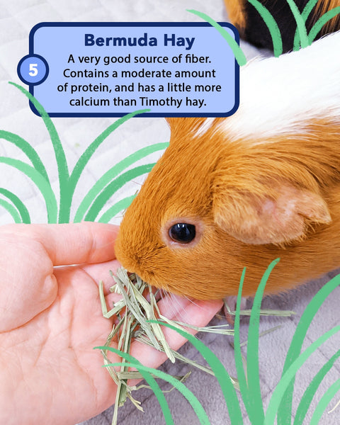 guinea pig food can also be bermuda hay
