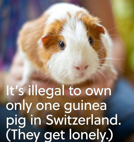 pics of guinea pigs