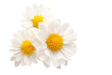 Chamomile Organic