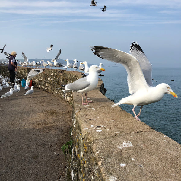 seagulls in tenby wales