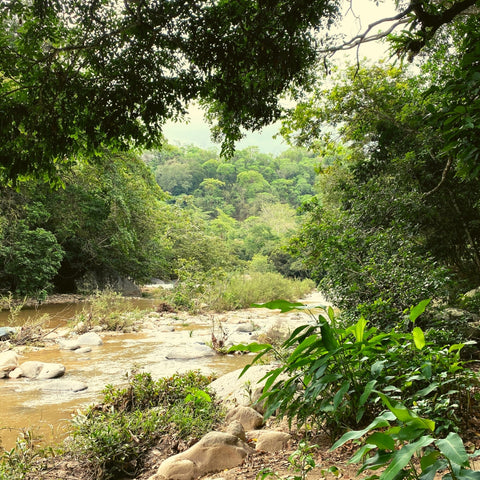 The river at the Vallarta Botanical Garden