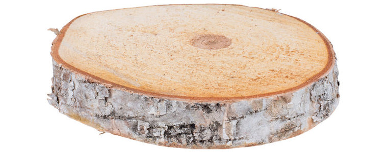 Birch Wood Slab/Slice 9″ to 10″ Round – Natural