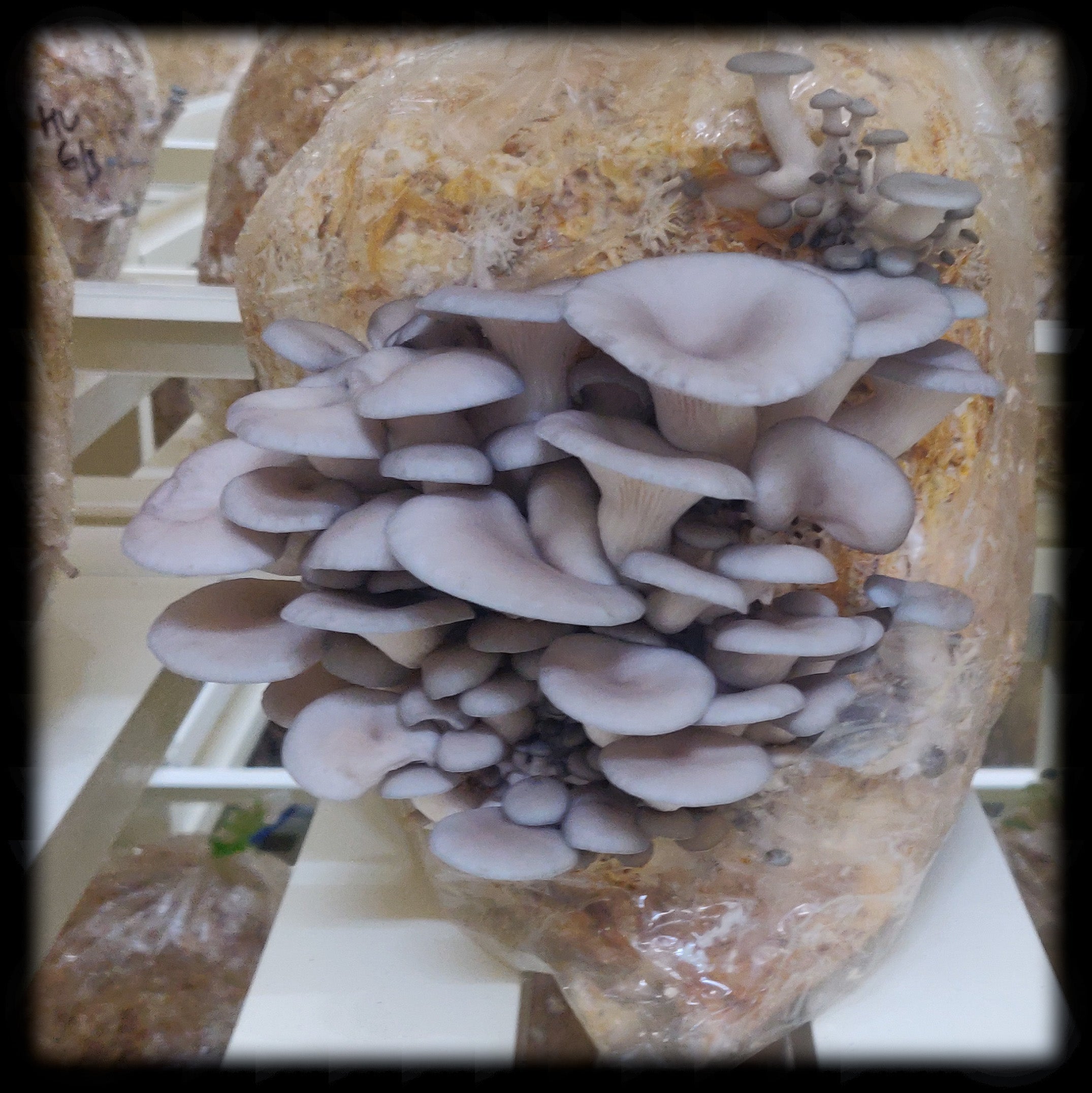 oyster mushrooms farm