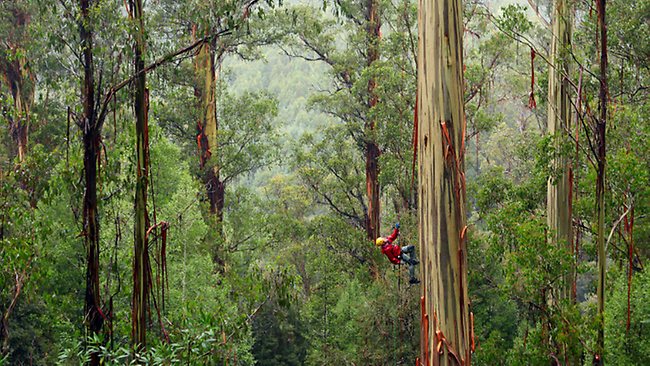 Tasmanian Forest
