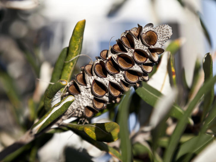 Australian Banksia Tree Seedpod Closeup