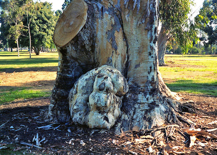 Burl on Eucalyptus Tree