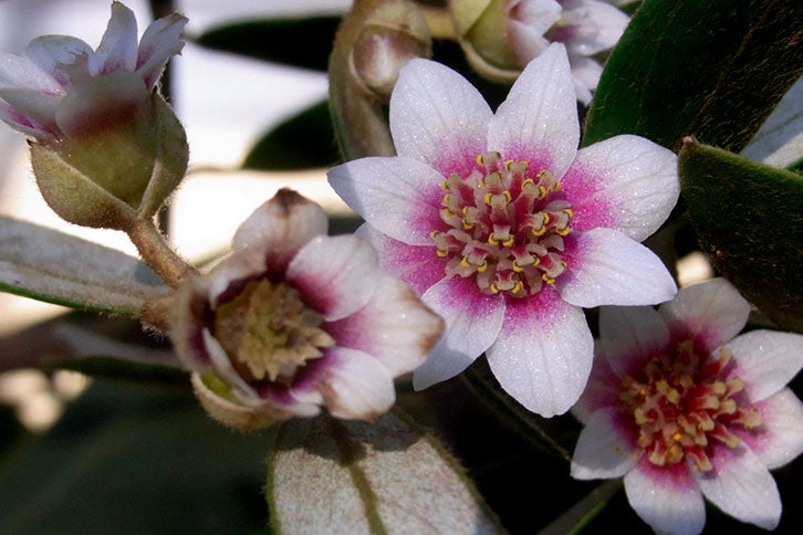 Flower of Tasmanian blackheart sassafras (Atherosperma moschatum)