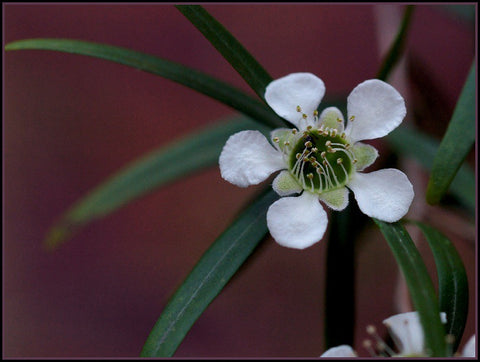 Tea Tree Oil