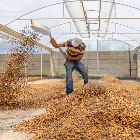 airing rotating coffee crop frying process costa rica coffee
