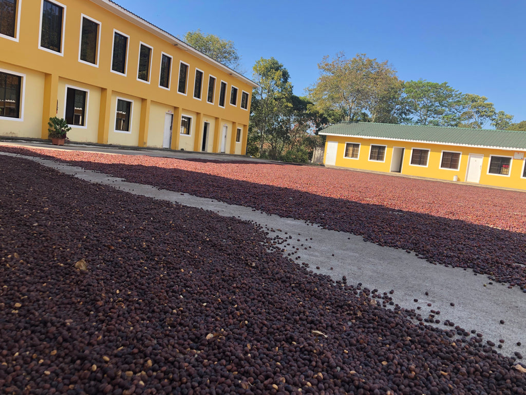 Capucas cooperative Honduras coffee farm