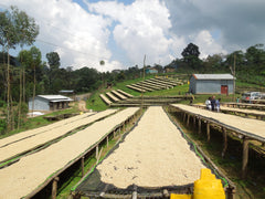 African raised dry beds - coffee process - dry coffee process